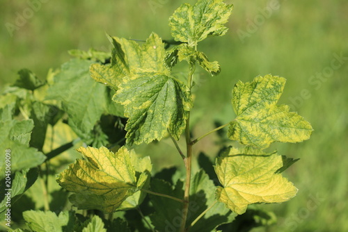 Close-up of blackcurrant (Ribes nigrum) leaves showing severe interveinal chlorosis with green veins, potentially caused by nutrient deficiency or viral infection in a garden