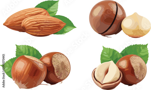 Tableau sur toile Nut Collection with Almond Macadamia and Hazelnut Whole Cracked Nuts Vector Illu