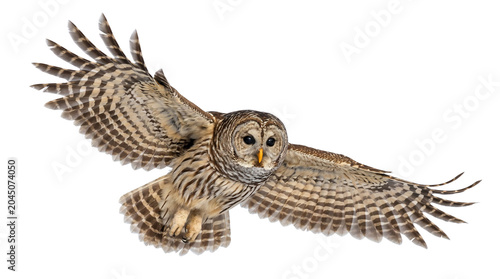Konstfotografi Flying barred owl transparent PNG isolated cutout, wings spread raptor bird clip