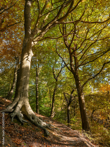 Path through beautiful hillside autumn woodland with tall trees with golden leaves on a bright sunlit day, Common bank wood in hebden bridge west yorkshire
