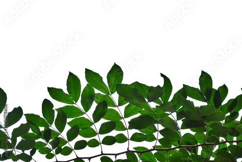 A tropical tree with leaves branches on white isolated background for green foliage backdrop 