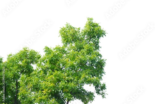 agriculture, backdrop, background, beautiful, botanical, botany, branch, bright, brunch, bush, color, day, decoration, detail, environment, flora, floral, foliage, forest, frame, garden, green, greene