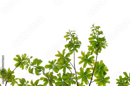 A tropical tree with leaves branches on white isolated background for green foliage backdrop 