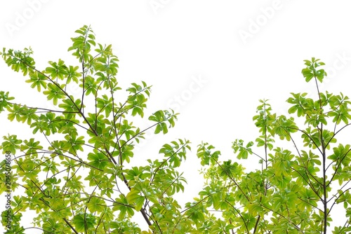 A tropical tree with leaves branches on white isolated background for green foliage backdrop 
