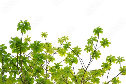 A tropical tree with leaves branches on white isolated background for green foliage backdrop 