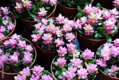 In selective focus pink cactus  flower blossom in a pot with blur many cactus at the houseplant market 