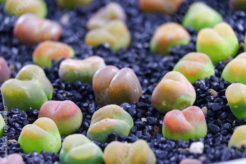 In selective focus of Lithops plant growing in a black sand tray