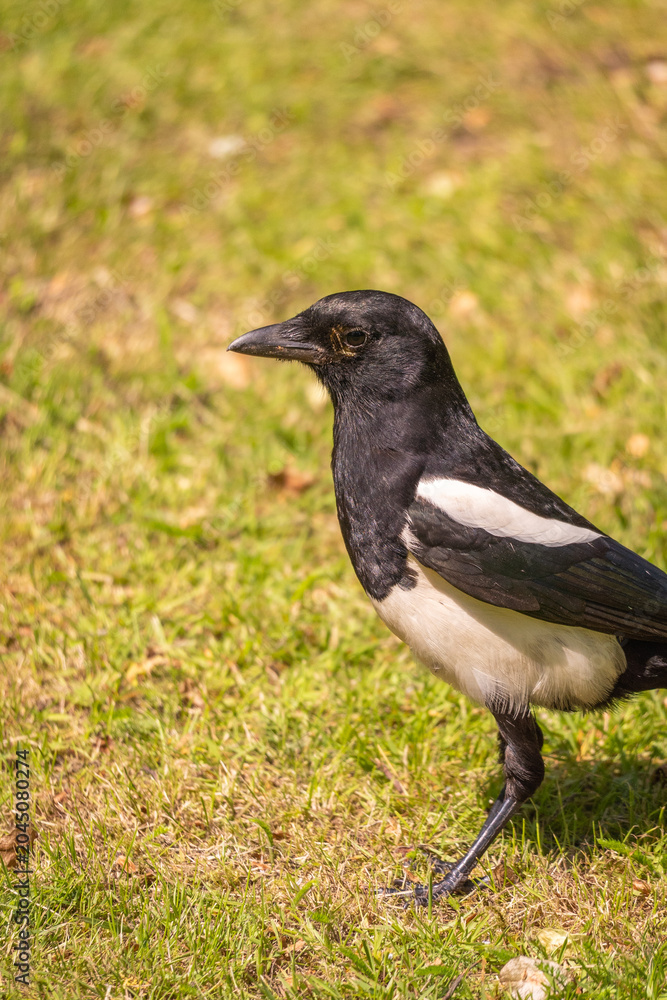 Fototapeta premium Wild Eurasian magpie (Pica pica) foraging on lawn with natural copy space, birdwatching and urban wildlife concept.