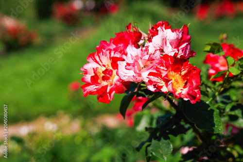 Принти на полотні Varietal roses bloom in a garden during sunny afternoon hours attracting visitor