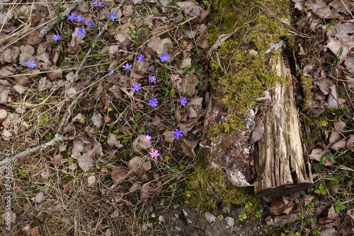 spring in the forest