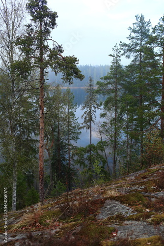 pine trees in the mountains