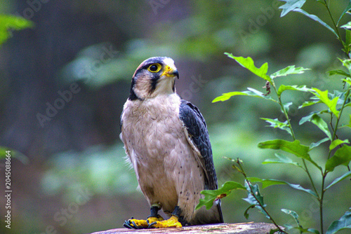 Фотография Peregrine Falcon