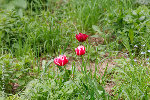 Yellow tulip in the garden