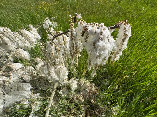 Billede på lærred High angle shot of a fallen white poplar (Populus alba) tree branch covered in dense white cottony fluff seed fibers on a green meadow field