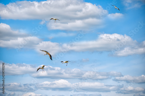 Several storks gracefully flying through a bright blue sky with fluffy white clouds