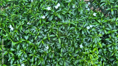 Quadro su tela Lush green foliage of tabernaemontana divaricata, also known as pinwheel flower
