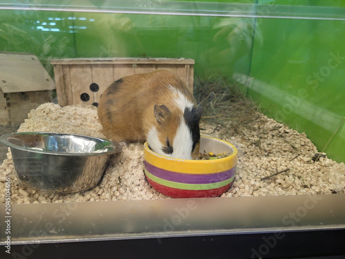 A small red guinea pig is eating in its glass aquarium