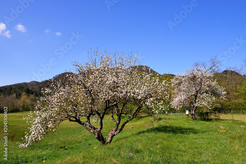 Spring landscape with trees in bloom near the Abbey of Santa Maria della Croce, Tiglieto, Genoa, Italy