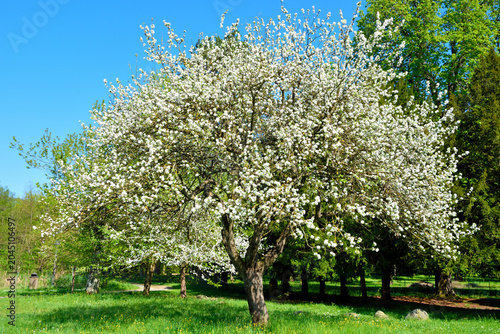 Spring landscape with trees in bloom near the Abbey of Santa Maria della Croce, Tiglieto, Genoa, Italy