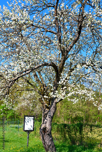 Spring landscape with trees in bloom near the Abbey of Santa Maria della Croce, Tiglieto, Genoa, Italy