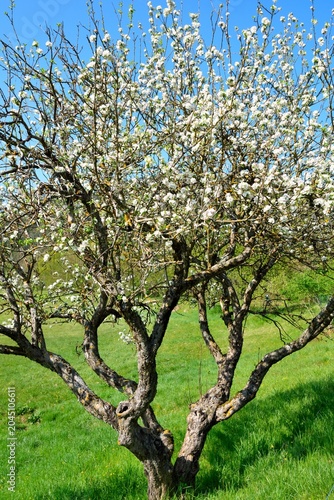 Spring landscape with trees in bloom near the Abbey of Santa Maria della Croce, Tiglieto, Genoa, Italy