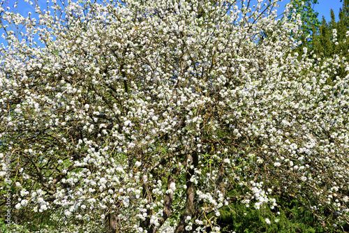 Spring landscape with trees in bloom near the Abbey of Santa Maria della Croce, Tiglieto, Genoa, Italy