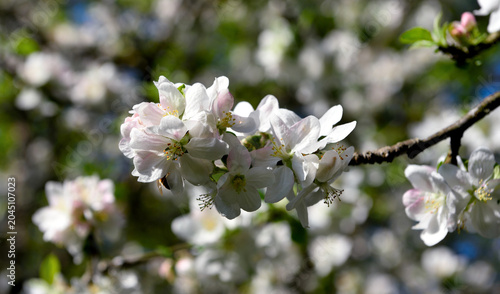 Apple blossoms, characterized by white petals with delicate pink shades and a bright yellow center at the Abbey of Santa Maria della Croce in Tiglieto