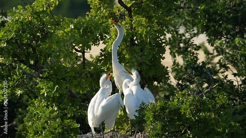Little great egrets scrambling for food