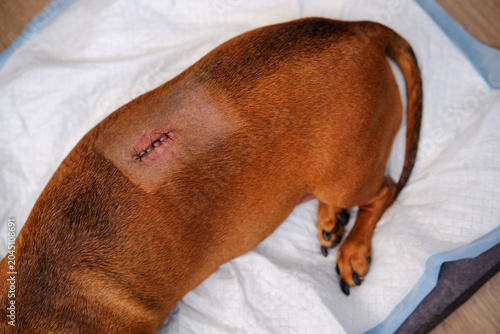 Photos Dachshund dog recovering from spinal surgery on absorbent pad