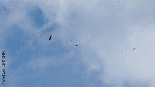 a flock of wild Griffon vultures (Eurasion griffon, Gyps fulvus) soaring and gliding in flight