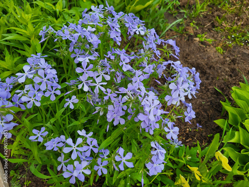 In the flower bed, there is Phlox divaricata, wild sweet William, wood phlox, and wild blue phlox.