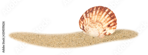 Foto Coquillage sur un fond de sable de plage