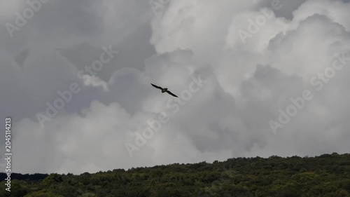 close-up of an Egyptian Vulture (Neophron percnopterus, Alimoche Comun) in flight over a large canyon