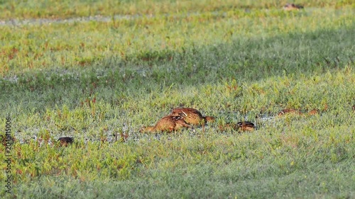 Canards colverts (Anas platyrhynchos) au repos dans une prairie inondée des zones humides de la Brenne