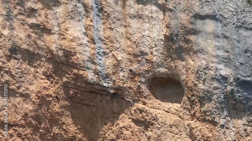 a wild Griffon vulture (Eurasion griffon, Gyps fulvus) gliding in flight to land on a canyon rock ledge