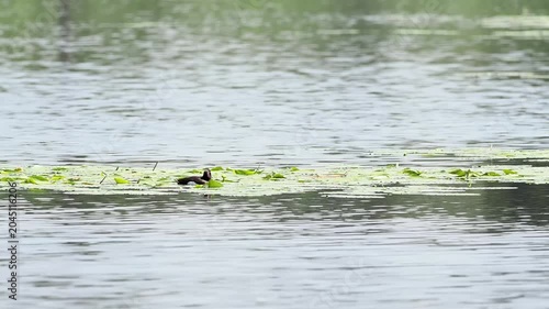 Fuligule morillon (Aythya fuligula) nageant au milieu des nénuphars dans un étang de la Brenne