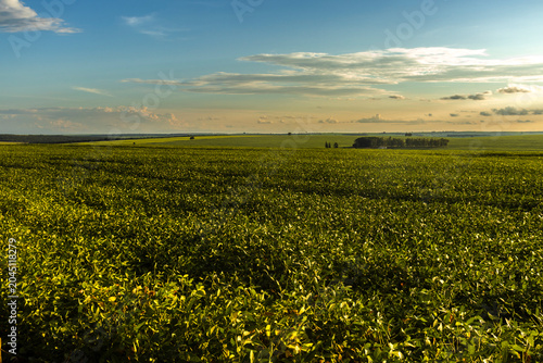 Panoramic view of a transgenic soybean (Glycine max) plantation in its vegetative growth stage, photographed at dusk in Brazil