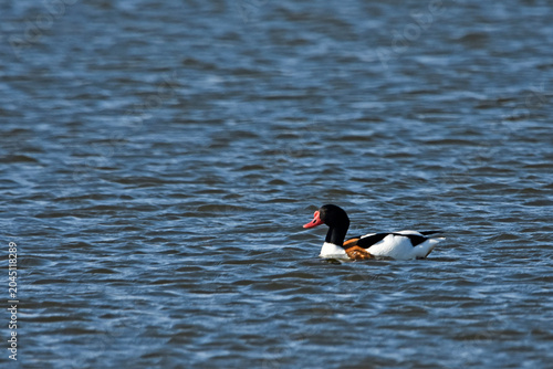 Tableau sur toile Shelduck, common shelduck, burrowing duck (Tadorna tadorna) – a species of mediu