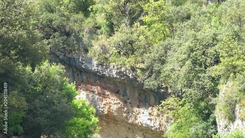 close-up of an Egyptian Vulture (Neophron percnopterus, Alimoche Comun) in flight over a large canyon