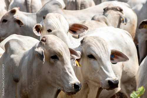 Herd of Nelore cattle grazing in a pasture on the brazilian ranch