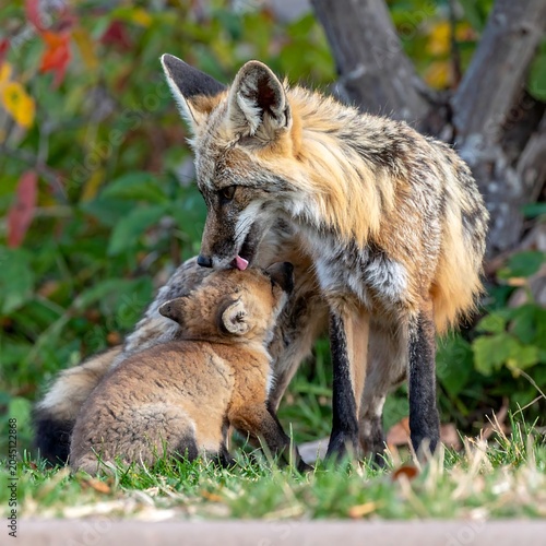 Tender Wild Fox Grooming Young Cub in Grassy Woodland Setting