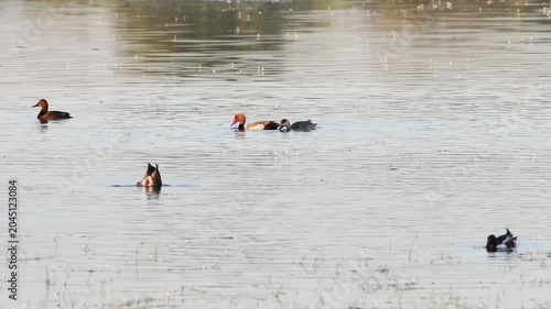 Couple de nettes rousses (Netta rufina) dans les zones humides protégées de la Brenne