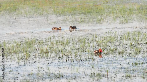 Couple de nettes rousses (Netta rufina) dans les zones humides protégées de la Brenne