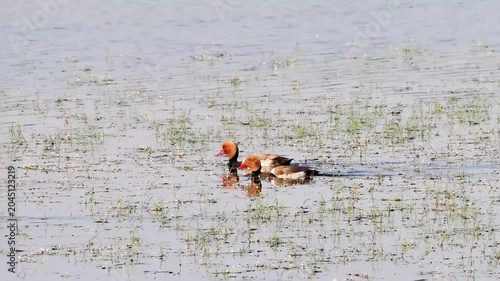 Couple de nettes rousses (Netta rufina) dans les zones humides protégées de la Brenne