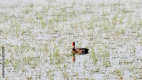 Couple de nettes rousses (Netta rufina) dans les zones humides protégées de la Brenne