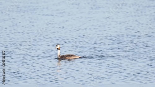 Grèbe huppé (Podiceps cristatus) nageant sur un étang des espaces naturels protégés de la Brenne