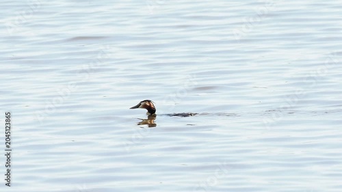 Grèbe huppé (Podiceps cristatus) nageant sur un étang des espaces naturels protégés de la Brenne