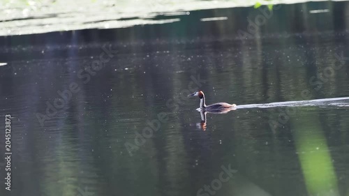 Grèbe huppé (Podiceps cristatus) nageant sur un étang des espaces naturels protégés de la Brenne