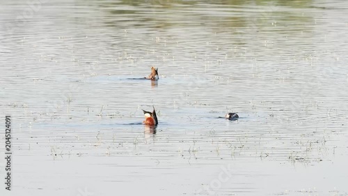 Canard souchet (Spatula clypeata) nageant sur un étang de zone humide en France