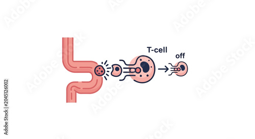 T-cell attacking tumor cell in human intestine, immune response concept